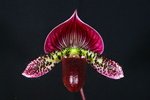 Paph. Hung Sheng Red Apple 'Bear-2'