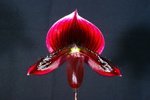 Paph. Hung Sheng Red Apple 'Bear-3'