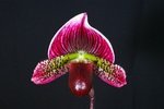 Paph. Hung Sheng Red Apple 'Bear-4'