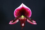 Paph. Hung Sheng Red Apple 'Bear-6'