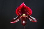 Paph. Hung Sheng Red-1 