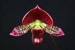 Paph. Hung Sheng Red 'Bear-2'