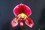 Paph. Hung Sheng Ruby 'Bear-3'