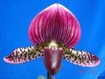 Paph. Hung Sheng Ruby