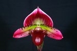 Paph. Hung Sheng Sea 'Bear-1' 