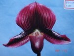 Paph. Pulsar