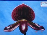 Paph. Red Pepper