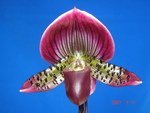 Paph. Ruby Leopard