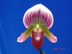 Paph. Shin-Yi Apple 'Bear-2'