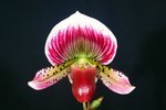 Paph. Shin-Yi Heart 'Bear-2'