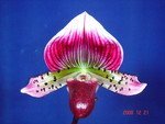 Paph. Shin-Yi Heart 'Bear-4'