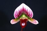 Paph. Shin-Yi Heart 'Bear-5'