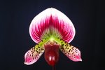 Paph. Shin-Yi Heart 'Bear-6'