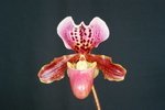 Paph. (henryanum x charlesworthii) 'Bear-1' 