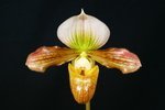 Paph. (venustum fma. album x charlesworthii fma. album) 'Bear-1' 