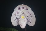 Paph. (wenshanense x thaianum)