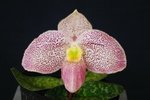 Paph. (wenshanense x vietnamense) 'Bear-1'
