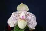 Paph. (Wossner Vietnam Gold  x bellatulum)  'Bear-1' 