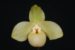 Paph. (Wossner Vietnam Gold x hangianum) 