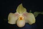 Paph. Hung Sheng Crane 'Bear-2'