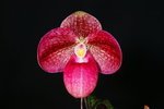 Paph. Akegoromo 'Bear'