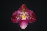 Paph. Akegoromo 'Bear-1'