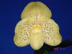 Paph. Amagumo 'Bear-1' 