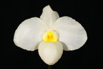 Paph. Ameni White 'Bear-1' 