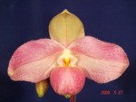 Paph. Anni Fuchs 'Bear-1'