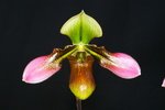 Paph. Apres Midi 