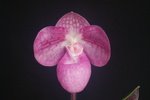 Paph. Hung Sheng Sago 'Bear'