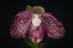 Paph. (Wossner Butterfly x bellatulum) 'Bear'