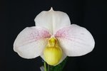 Paph. (Iratsume x emersonii) 'Bear-1' 