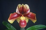 Paph. Hung Sheng Valleys 'Bear-1' 