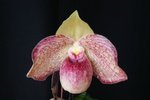 Paph. Hung Sheng Carp 'Bear-1' 