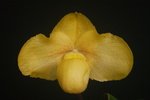 Paph. Hung Sheng Rainbow 'Bear-1' 