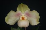 Paph. Hung Sheng Crane 'Bear-1' 