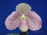 Paph. Wossner Vietnam Beauty