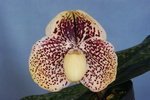 Paph. Benkei 'Bear-3'