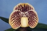 Paph. Benkei 'Bear-4'