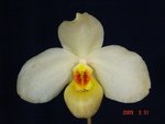 Paph. Burki 