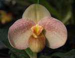 Paph. Cam's Cloud 