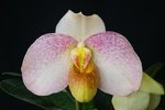Paph. Cam's Cloud 'Bear-1' SM/TPS