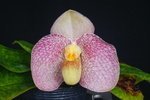 Paph. Cam's Cloud 'Bear-2'