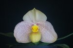 Paph. Cam's Cloud 'Bear-3'