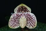 Paph. Champagne Fight 'Bear-1'