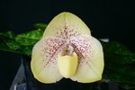 Paph. Champagne Fight 'Bear-5'