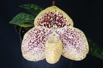 Paph. Champagne Fight 'Bear-6'
