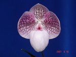 Paph. Charlie O'Neill    