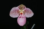 Paph. Charlie O'neill 'Bear-2'
